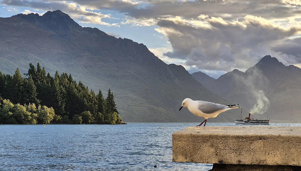 A seagull on the shore of Lake Wakatipu with the TSS Earnslaw behind